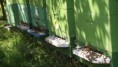 /album/vcelarstvo/dscf3543-jpg/